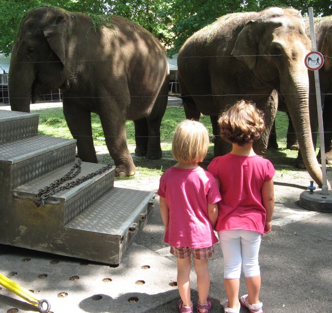 Frieda bestaunt die Elefanten im Zirkuszoo