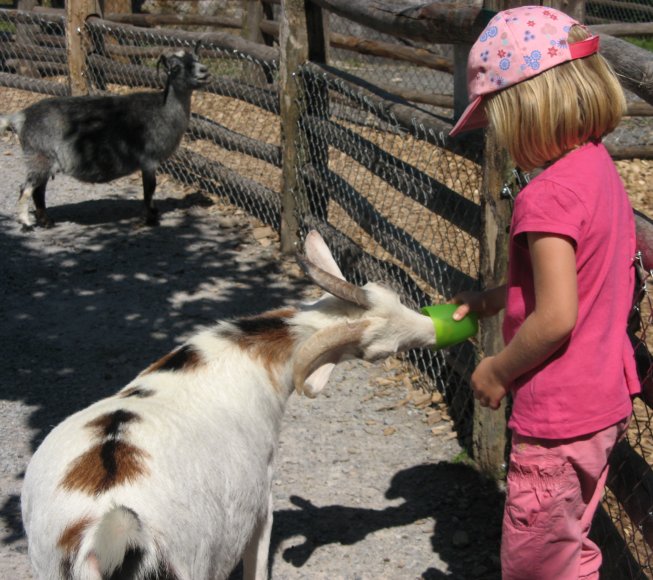 Frieda füttert eine Ziege im Zoolino