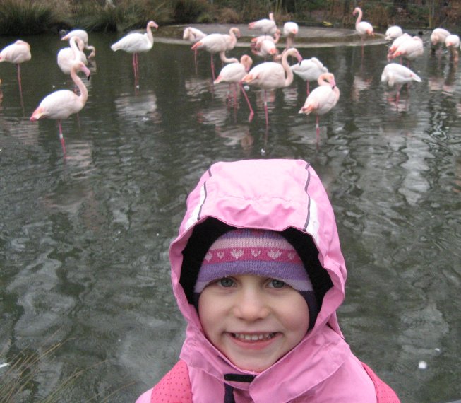 Frieda bei den Flamingos im Dählhölzli